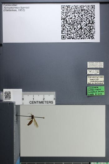 Media type: image;   Entomology 531282